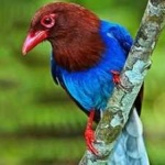 image of bird