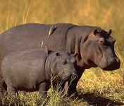 image of hippopotamus