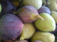image of fig