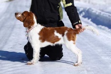 image of welsh_springer_spaniel #23