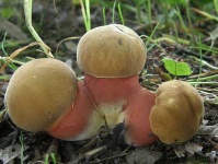 image of boletus #26