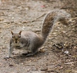 image of animal