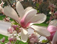 image of magnolia #2