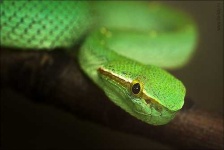 image of green_snake #11
