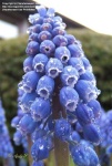 image of grape_hyacinth #0