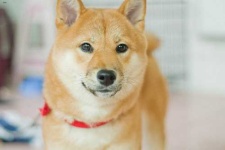 image of animal