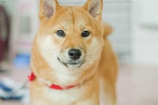 image of shiba_inu #19