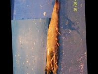 image of fish