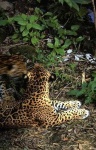 image of jaguar_car