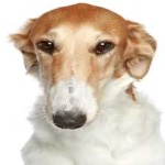 image of animal