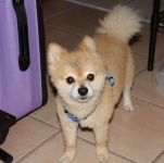 image of pomeranian #8