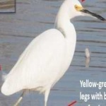 image of bird