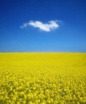 image of rapeseed