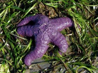 image of starfish