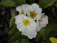 image of flower