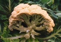 image of cauliflower