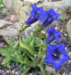 image of flower