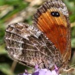 image of animal