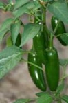 image of fruit_and_vegetable