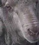 image of animal