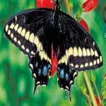 image of animal
