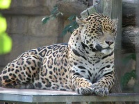 image of jaguar_car