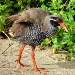 image of bird