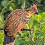 image of bird