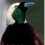 image of bird