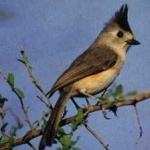 image of bird