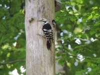 image of woodpecker #29