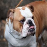 image of animal