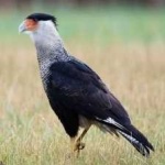 image of bird