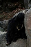 image of sloth_bear #34