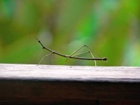 image of walking_stick #2