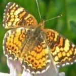image of animal
