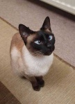 image of siamese #12