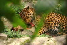image of jaguar_car