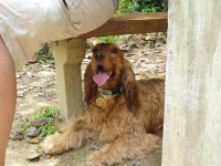 image of animal