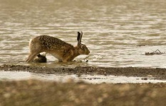 image of hare
