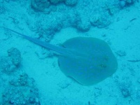 image of stingray