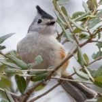 image of bird