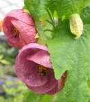image of flower