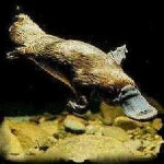 image of platypus
