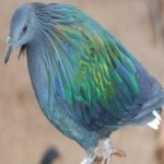 image of bird