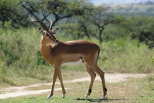 image of animal