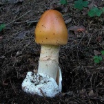 image of mushrooms