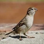 image of bird