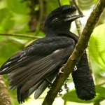 image of bird