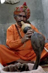 image of indian_cobra